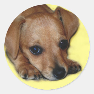 Rond Sticker Chiweenie