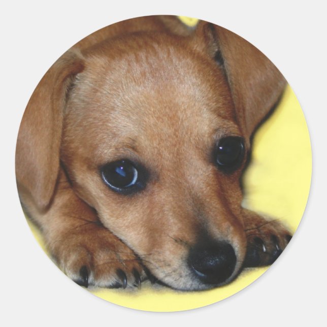 Rond Sticker Chiweenie (Devant)