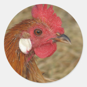 Rond Sticker classique à ronds de coq Phoenix