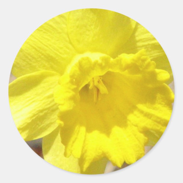 Rond Sticker classique Daffodil (Devant)