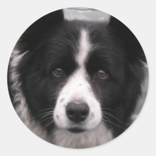 Rond Sticker Collie Bordure