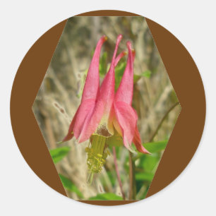 Rond Sticker Columbine sauvage