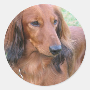 Rond Sticker Dachshund