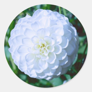 Rond Sticker Dahlia Blanc