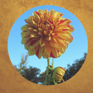 Rond Sticker Dahlia Jaune et Rouge