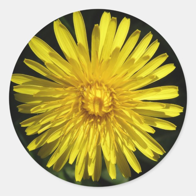 Rond Sticker Dandelion (Devant)