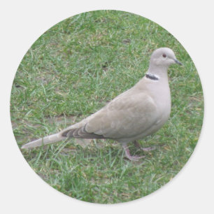 Rond Sticker de colombe à collier