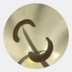 Rond Sticker de détails de fleurs blanches