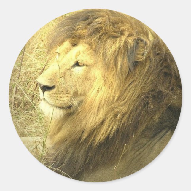 Rond Sticker de la Fierté Lion (Devant)