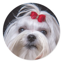 Sticker de maltais petit chien jouet blanc