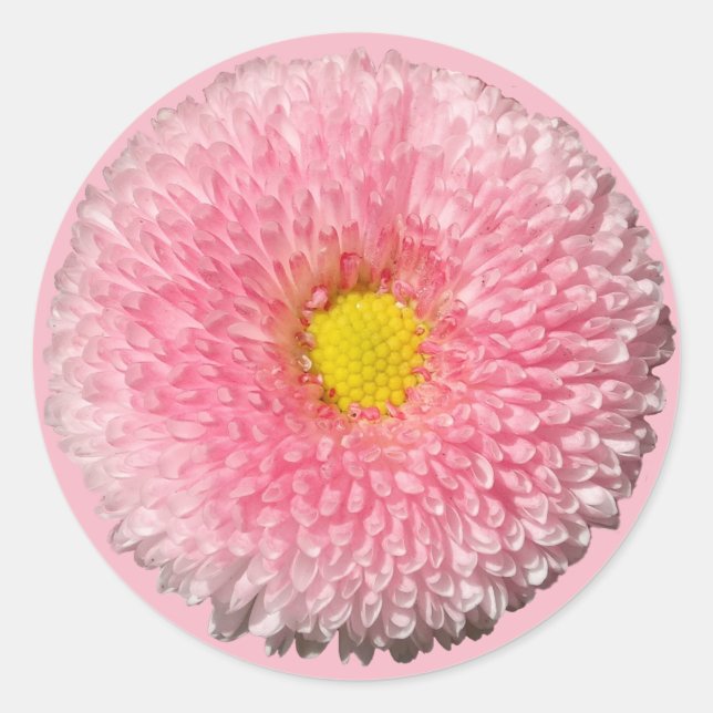 Rond Sticker de marguerite (Devant)