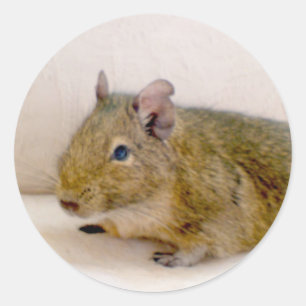 Rond Sticker Degu