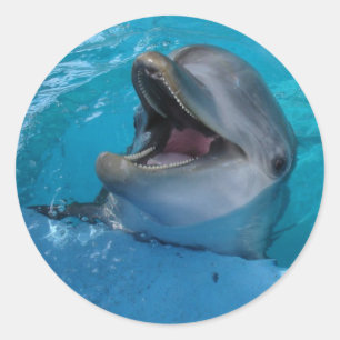 Rond Sticker Dolphin Smiles