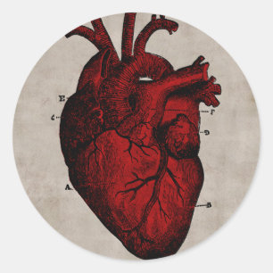 Rond Sticker du coeur humain