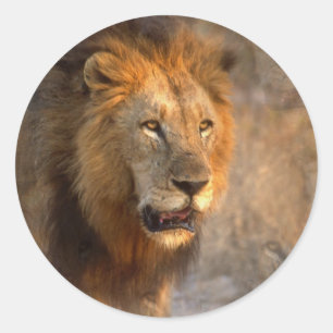 Rond Sticker du roi de la Jungle