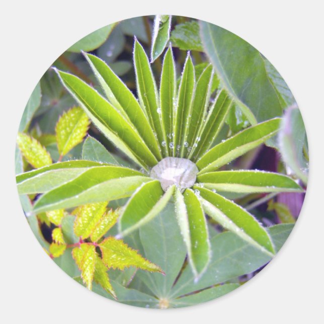 Rond Sticker Feuille Lupine rempli d'eau (Devant)