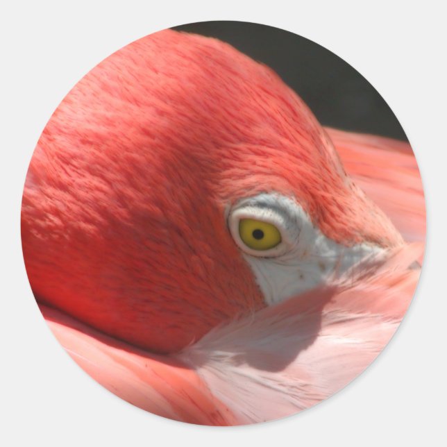 Rond Sticker Flamant rose (Devant)