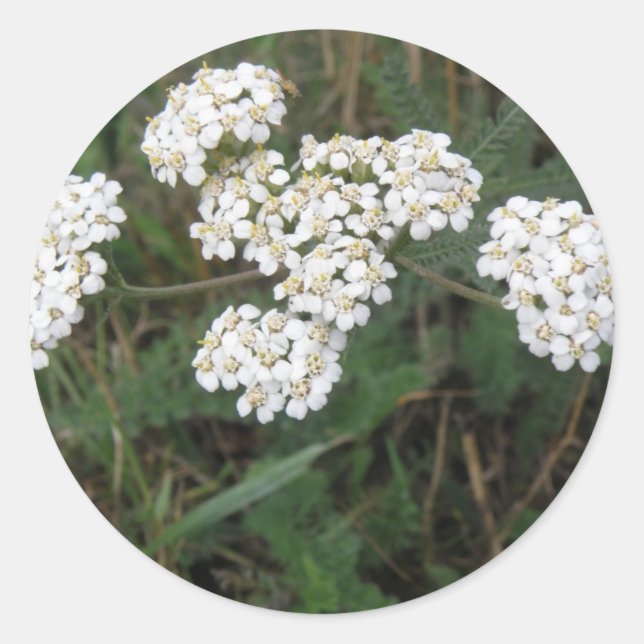 Rond Sticker Fleur sauvage blanc (Devant)