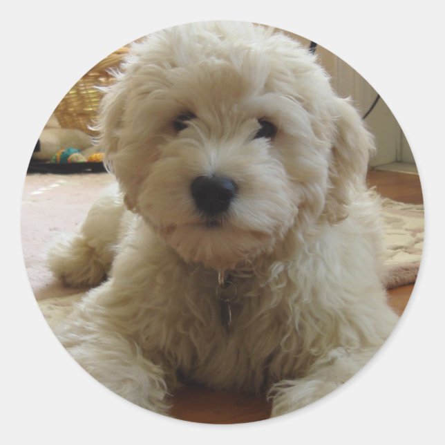Rond Sticker Goldendoodle (Devant)