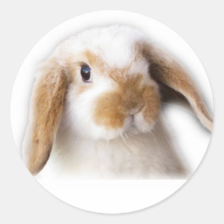 Rond Sticker Holland Lop