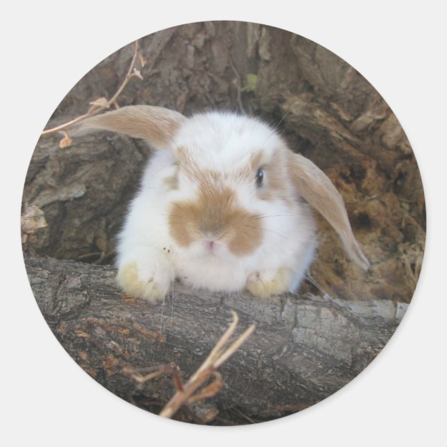 Rond Sticker Holland Lop (Devant)
