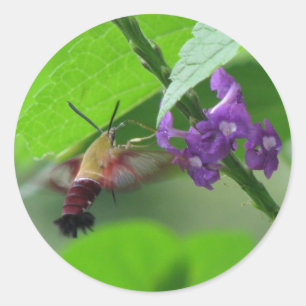 Rond Sticker Hummer Moth Vervain
