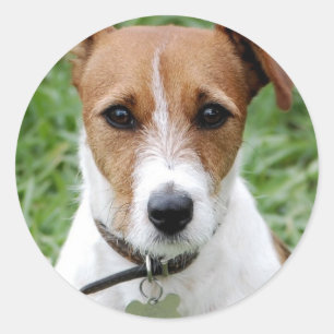 Rond Sticker Jack Russell Terrier