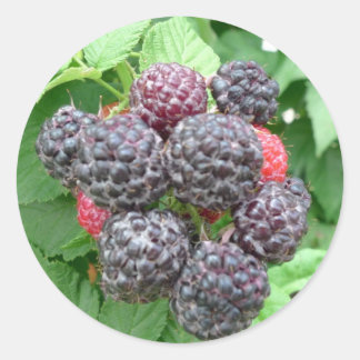 Rond Sticker Jardins du jour - Framboises noires