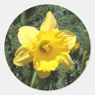 Rond Sticker Jaune Daffodil