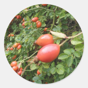 Rond Sticker Juicy Red Rose Hips