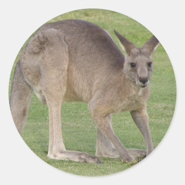 Rond Sticker Kangaroo (Devant)