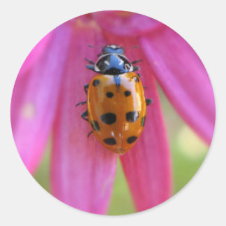 Rond Sticker Ladybug