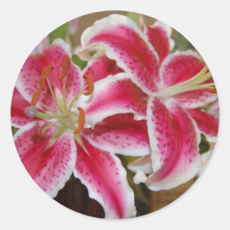 Rond Sticker Lily de Star Gazer