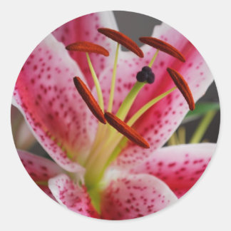 Rond Sticker Lily Stargazer