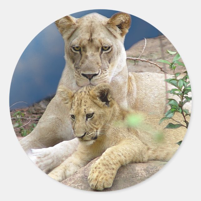 Rond Sticker lioness et Cub (Devant)