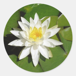 Rond Sticker Lotus Blanc