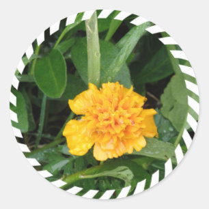 Rond Sticker Marigold jaune