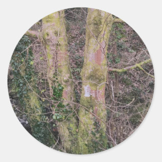 Rond Sticker Miroir Arbres