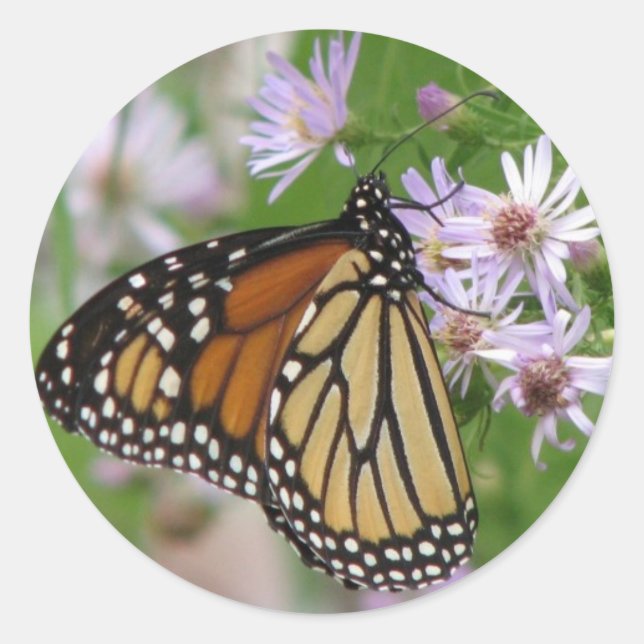 Rond Sticker Monarque sur Asters (Devant)