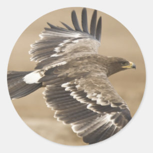 Rond Sticker Oiseau Aigle Volant