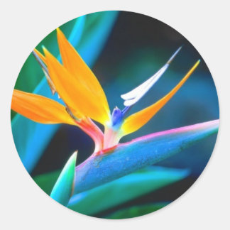 Rond Sticker Oiseau du Paradis