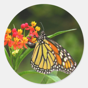 Rond Sticker papillon Monarque