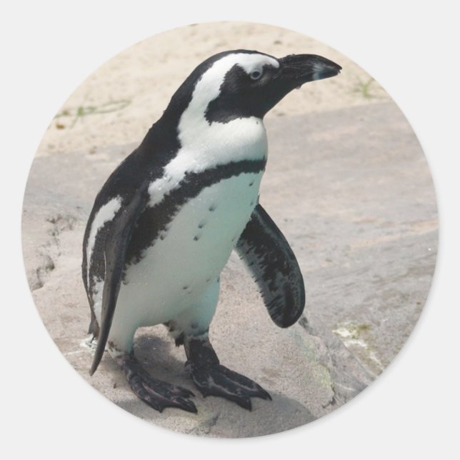 Rond Sticker Penquin (Devant)