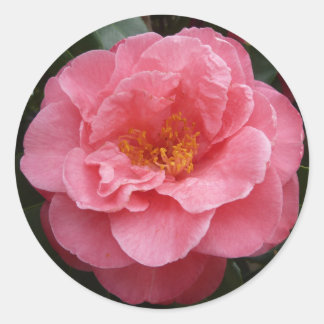 Rond Sticker Photo Plutôt Rose Camellia Floral