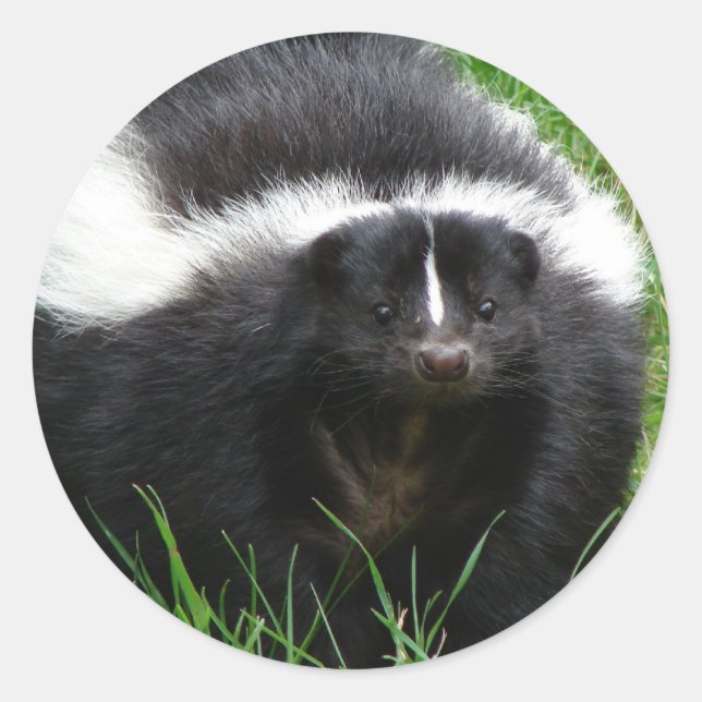 Rond Sticker photo Skunk (Devant)