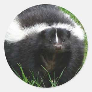 Rond Sticker photo Skunk