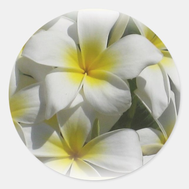 Rond Sticker Plumeria Celedine Tropical Flowers (Devant)