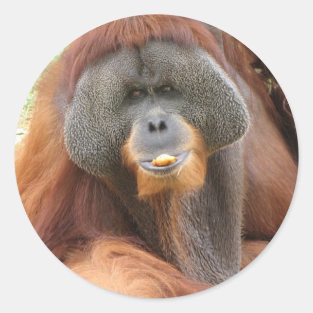 Rond Sticker Pongo Orangutan Ape (Devant)