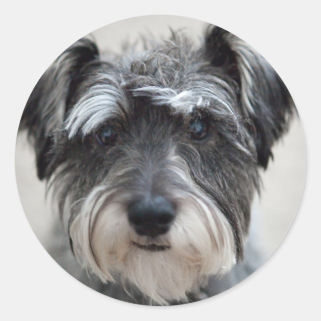 Rond Sticker pour chien Schnauzer (Devant)