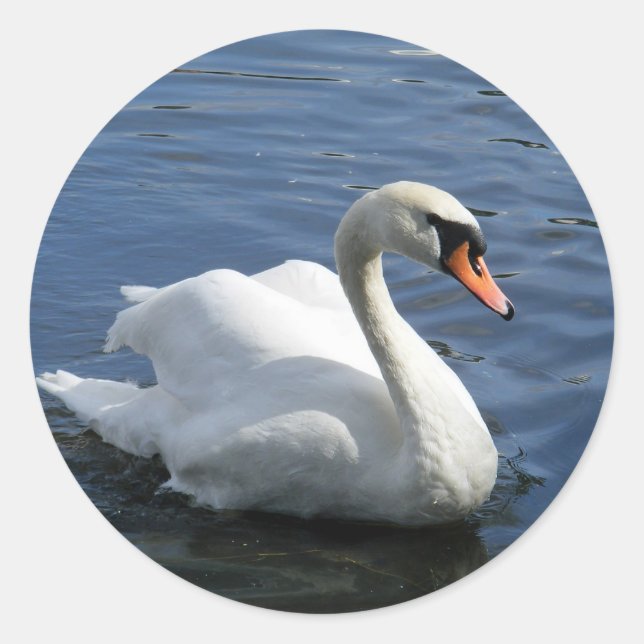 Rond Sticker pour cygne muet (Devant)